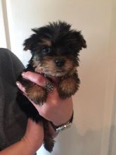 Pure Breed 100% Parti Color Toy Yorkies puppies adorable
