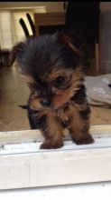 Purebred tiny teacup Yorkie puppies