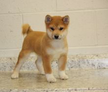 Ready to Go Shiba Inu Puppies . if interested text 410..929..0069 Email: SERGERENALDO@GMAIL.COM