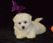 Stunning Bichon Frise Puppies . if interested text 410..929..0069 Email: SERGERENALDO@GMAIL.COM