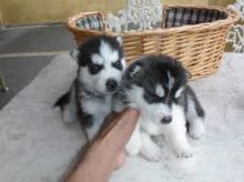 Two adorable blue-eyed, black and white Siberian Husky puppies!!