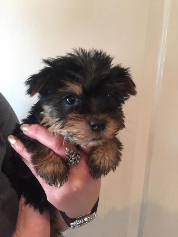 2 adorable yorkie puppies looking for a good home Image eClassifieds4u