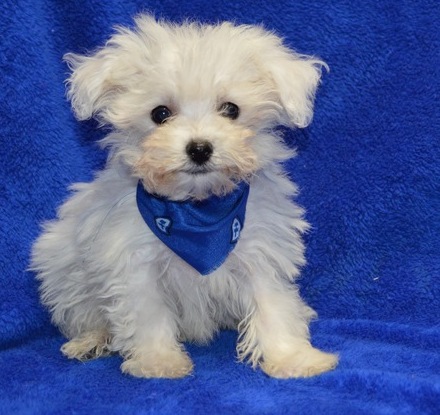 Adorable Bichon Frise Puppies . if interested text 410..929..0069 Email: SERGERENALDO@GMAIL.COM Image eClassifieds4u