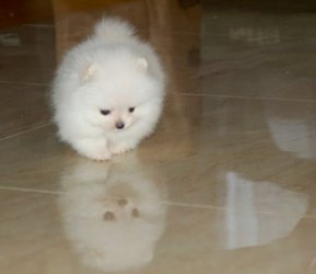 Beautiful Pomeranian puppies Available Image eClassifieds4u