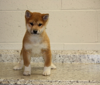 Brave Shiba Inu Puppies . if interested text 410..929..0069 Email: SERGERENALDO@GMAIL.COM Image eClassifieds4u