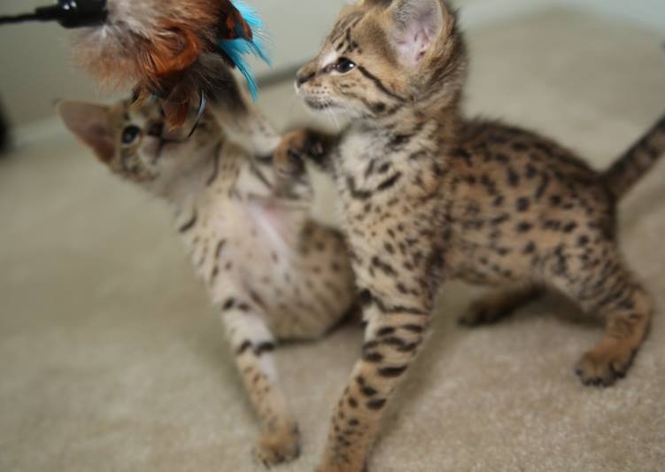 Cutest F2 Savannah Kittens - (404) 947-3957 Image eClassifieds4u