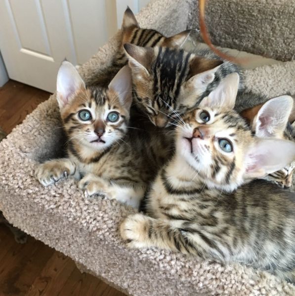Exotic Savannah kittens available for sale Image eClassifieds4u