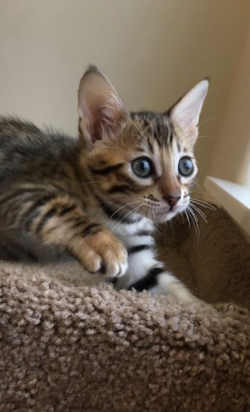 F2 SBT Savannah kittens Image eClassifieds4u