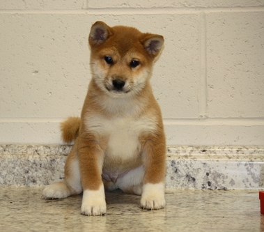 Good Looking Shiba Inu Puppies . if interested text 410..929..0069 Email: SERGERENALDO@GMAIL.COM Image eClassifieds4u