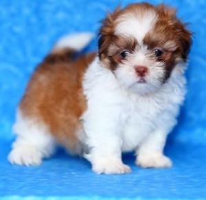 Gorgeous shih tzu puppies all ready Image eClassifieds4u