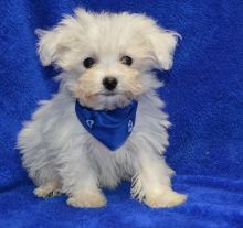 Adorable Bichon Frise Puppies . if interested text 410..929..0069 Email: SERGERENALDO@GMAIL.COM Image eClassifieds4U