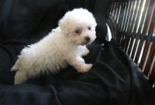 Caring Bichon Frise Puppies . if interested text 410..929..0069 Email: SERGERENALDO@GMAIL.COM Image eClassifieds4U