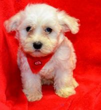 Clean Bichon Frise Puppies . if interested text 410..929..0069 Email: SERGERENALDO@GMAIL.COM Image eClassifieds4U