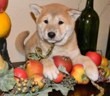 Exceptional Shiba Inu Puppies . ring ... 410..929..0069 Email: SERGERENALDO@GMAIL.COM Image eClassifieds4U