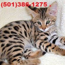 Exotic Savannah kittens available for sale Image eClassifieds4u 2
