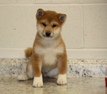 Good Looking Shiba Inu Puppies . if interested text 410..929..0069 Email: SERGERENALDO@GMAIL.COM Image eClassifieds4U