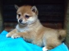 Nice Bichon Frise Puppies . if interested ring 410..929..0069 Email: SERGERENALDO@GMAIL.COM Image eClassifieds4U