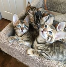 Well Socialized F1 and F2 Savannah Kittens Available Image eClassifieds4u 2