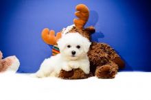 White Bichon Frise Puppies . if interested text 410..929..0069 Email: SERGERENALDO@GMAIL.COM Image eClassifieds4U