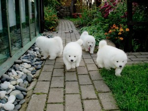 Purebred Samoyed Puppies for Adoption Image eClassifieds4u