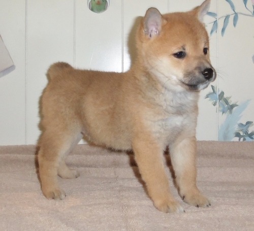 Teddy Shiba Inu Puppies . if interested text 410..929..0069 Email: SERGERENALDO@GMAIL.COM Image eClassifieds4u