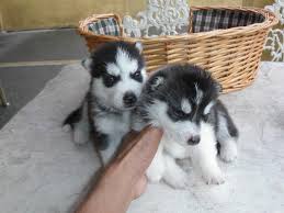 Two adorable blue-eyed, black and white Siberian Husky puppies!! Image eClassifieds4u