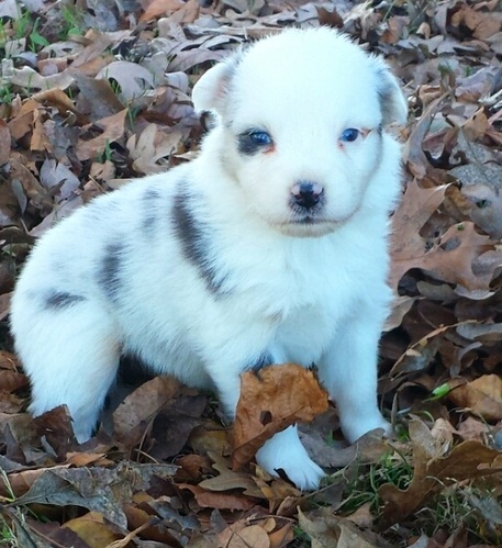 Amazing M/F Australian Shepherd Puppies Image eClassifieds4u