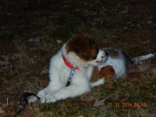 Saint Bernard Image eClassifieds4u 2