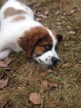 Saint Bernard Image eClassifieds4u 1