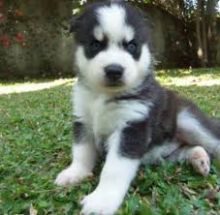 Adorable Blue Eyed Siberian Husky Puppies For Sale !!!text us at (443) 863-9158