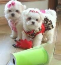 Beautiful white Maltese Puppies Available Free