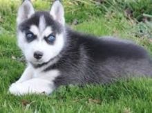 female and male Siberian husky pupps! 3 brown, 2 white, and 1 black!(252) 302-0618