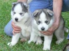 Male and Female Siberian Husky Puppies Available