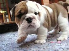 Playful English Bulldog Puppy