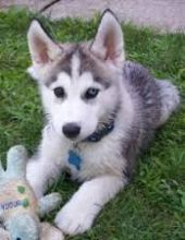 Pure Bred Full Pedigree Siberian Husky Pups!!!text us at (443) 863-9158