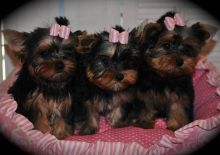 Quality Bred Family Rasied Yorkie Pup