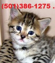 Savannah kittens and jungle cat hybrid kittens available!