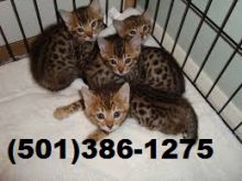 SAVANNAH KITTENS FOR-SALE. MID-SOUTH SAVANNAHS.