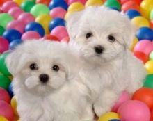 Two Teacup Maltese Puppies Needs a New Family