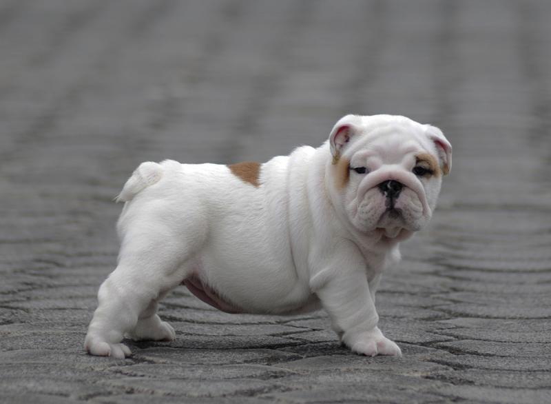 AKC quality English Bulldog Puppies (213) 787-4282 Image eClassifieds4u