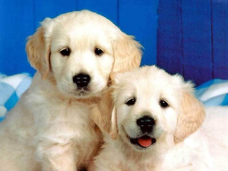 Cute Labrador Retriever puppies for sale - Image eClassifieds4u