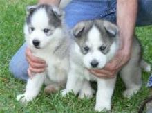 Male and Female Siberian Husky Puppies Available Image eClassifieds4U
