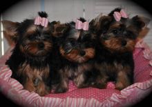 Very Tiny Teacup Yorkie Puppies Now Available Image eClassifieds4U