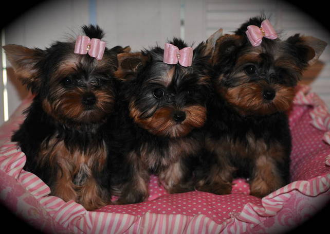 Quality Bred Family Rasied Yorkie Pup Image eClassifieds4u