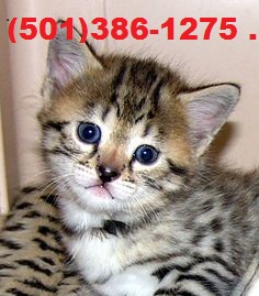 Savannah kittens and jungle cat hybrid kittens available! Image eClassifieds4u