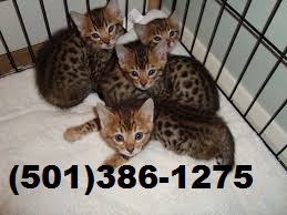 SAVANNAH KITTENS FOR-SALE. MID-SOUTH SAVANNAHS. Image eClassifieds4u