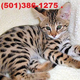 TICA registered F4 Savannah male kitten looking Image eClassifieds4u