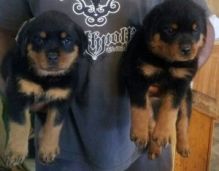 2 Playful and Affectionate Rottweiler Puppies Available