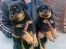 Adorable Rottweiler Pups