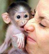 Diapers trained Capuchin Monkeys for lovely families